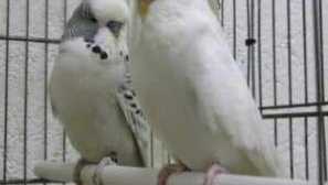 Как да се определи думата на вълнообразен папагал, как да се различи мъж от жена